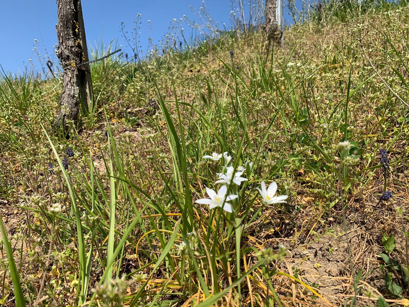 Milch- und Gelbsterne waren früher ein fast gewöhnlicher Anblick im Frühling. (Bild Winzer-Info)