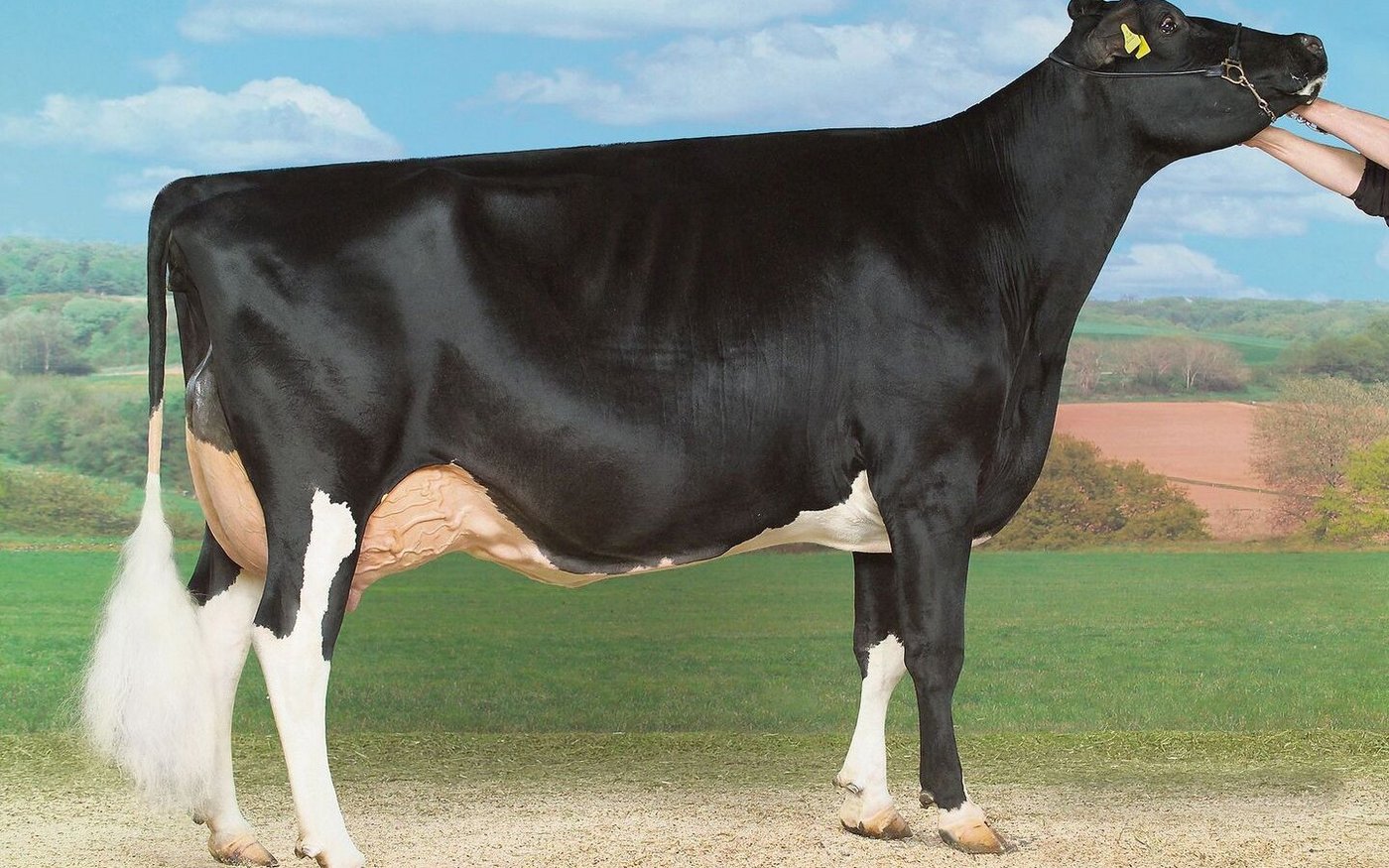 Odermatts kauften Gauglera Stormatic Orina als Kalb bei der Viehversteigerung der Gebrüder Oberson in Rechthalten im Jahr 2008. Jetzt ist sie mit EX-95 beschrieben. 