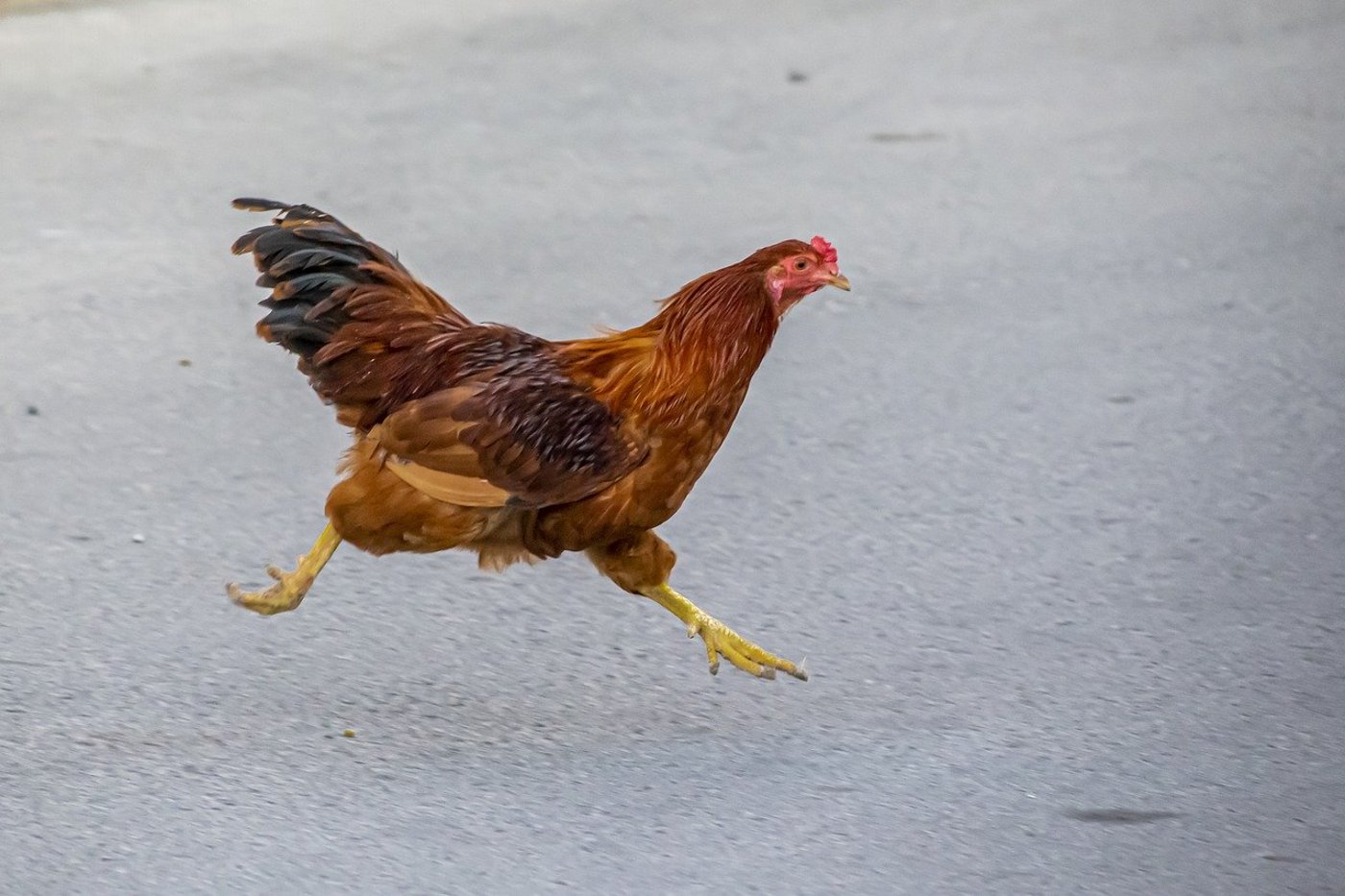 Ein Huhn gab es getarnten Büro nie – dafür eine Küche, Heizung und ein Internetanschluss. (Bild Pixabay)