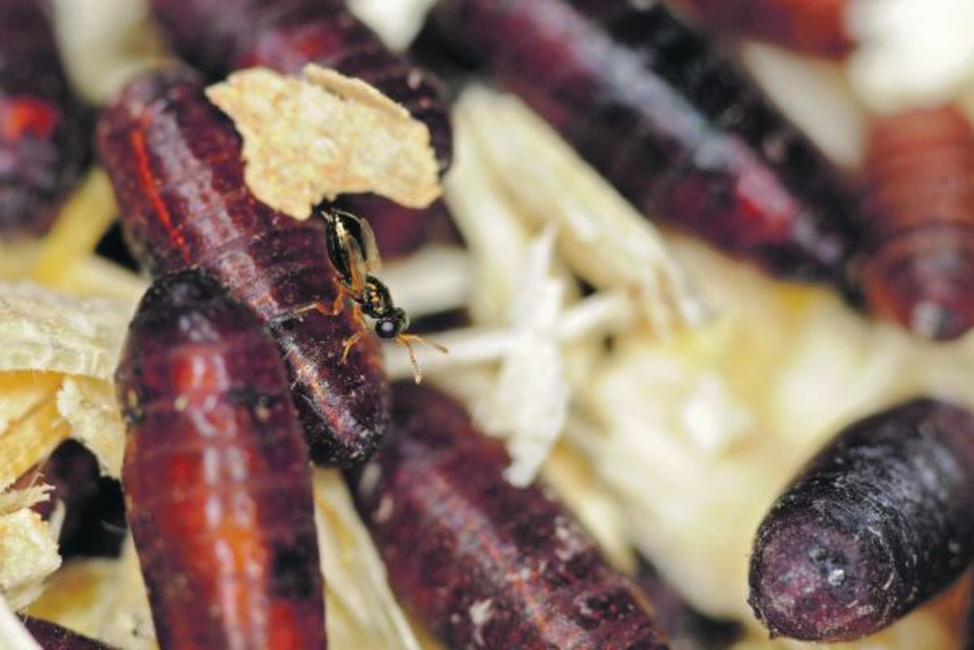 Im Frühjahr eingesetzt, können Schlupfwespen die lästigen Stallfliegen nachhaltig reduzieren, indem sie die Puppen des Schädlings parasitieren. (Bild Andermatt BioVet)