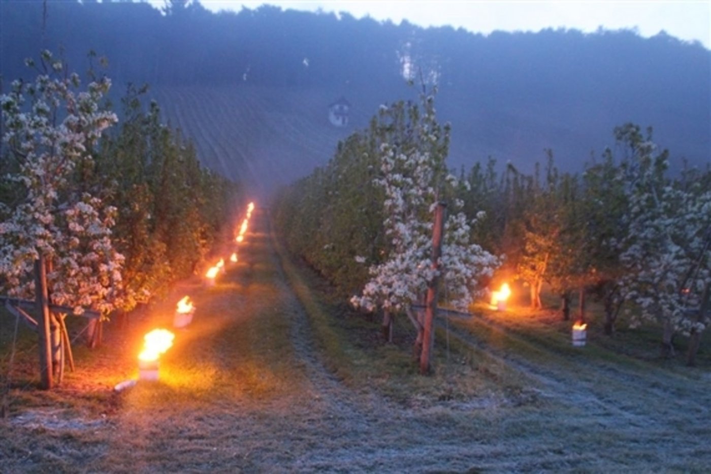 Während der Frostnächte im April haben die Bauern viele Methoden angewandt, um ihre Kulturen zu schützen. (Bild RoMü) 