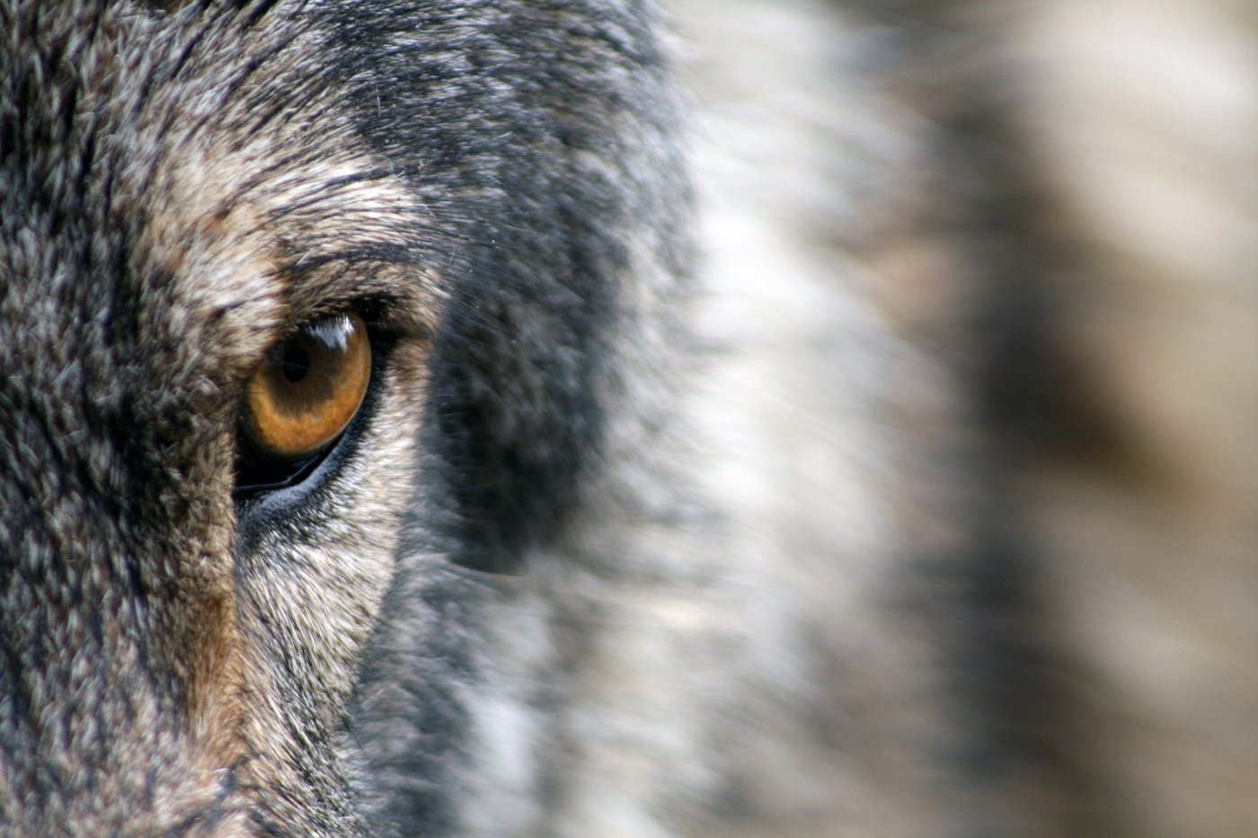 Im Kanton Zürich ist mutmasslich wieder ein Wolf unterwegs. (Symbolbild Pixabay)
