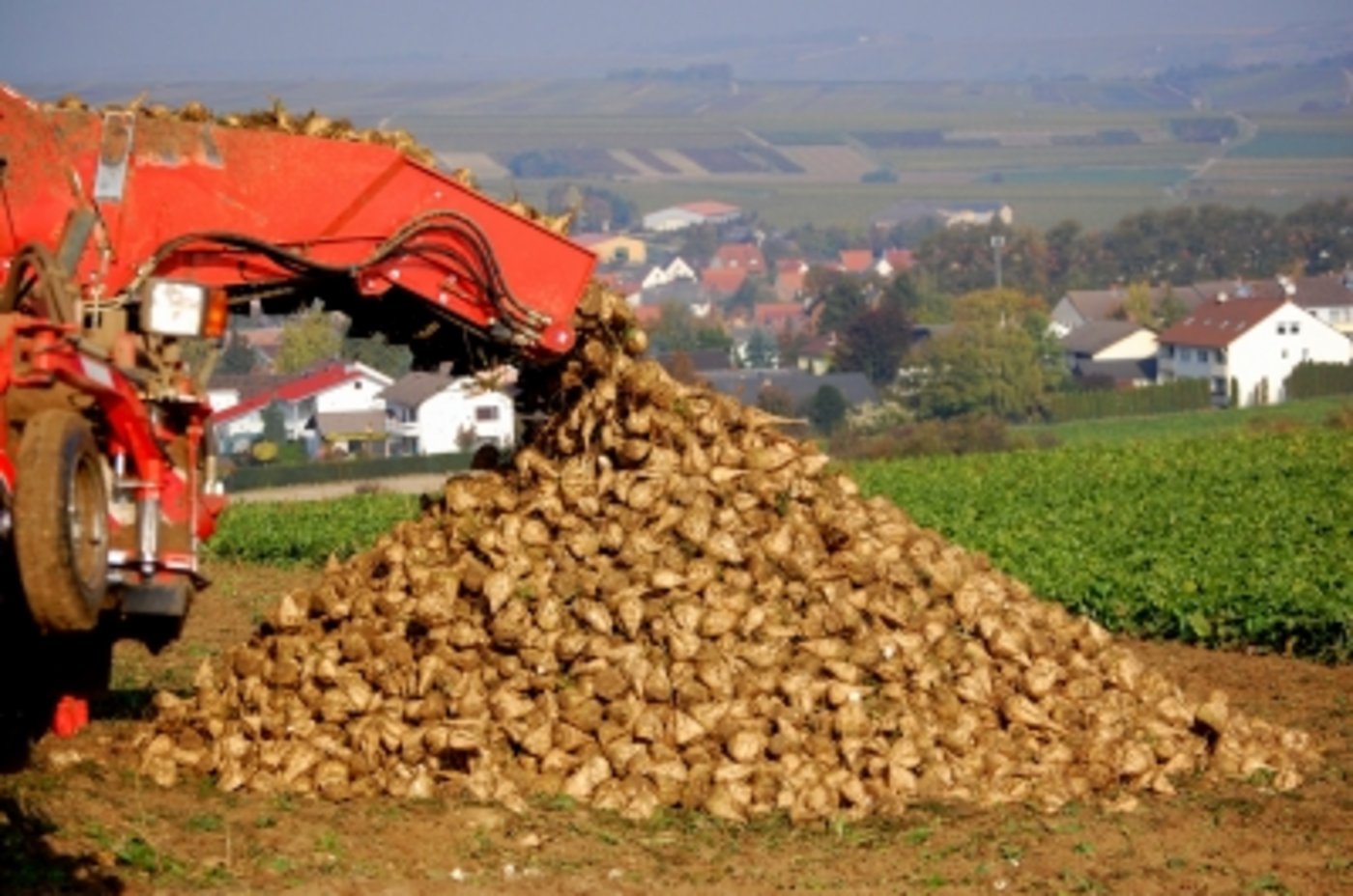 Die Zuckerrübe steht momentan im Kreuzfeuer zwischen Produzenten und kritischen Umweltverbänden. (Bild Pixelio/Ottersbach)