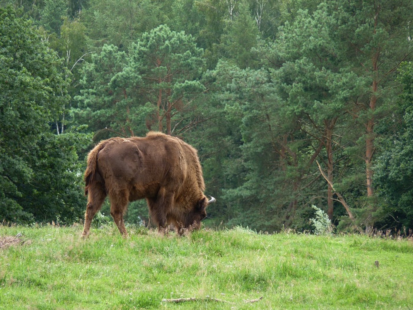 So könnte es künftig in Solothurns Wäldern aussehen, falls das Projekt «Wisent Thal» zum Fliegen kommt. (Bild Pixabay)