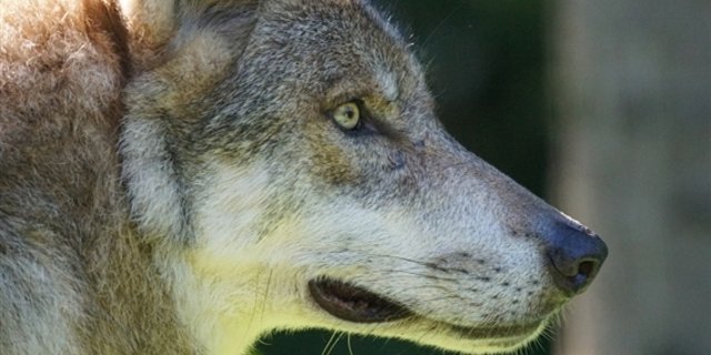 Risse in den Kantonen Thurgau und Zürich gehen definitiv auf das Konto eines Wolfs. (Symbolbild Pixabay)