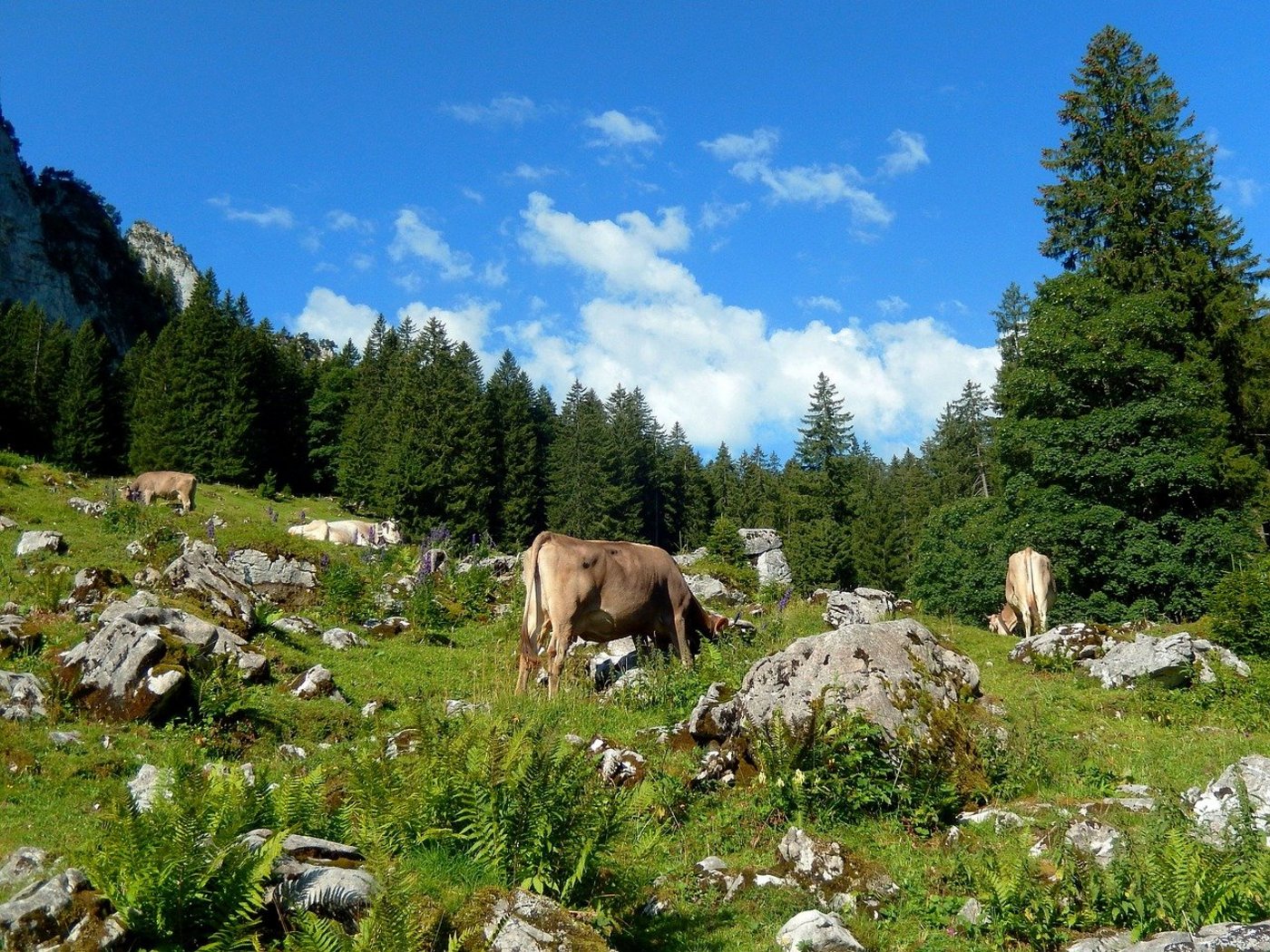 Das Grasland Schweiz und dessen Geschichte, die man den Konsumenten erzählen müsse, zog sich wie ein roter Faden durch die Referate an der SVT-Tagung. (Bild Pixabay)