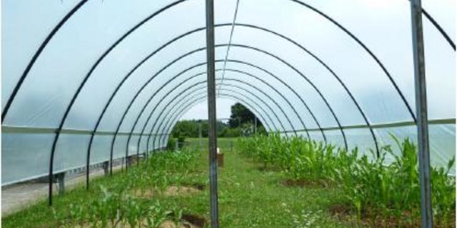In Zürich Reckenholz vergleicht die Agroscope unter anderem verschiedene Bewässerungs-Regimes. (Bild Agroscope)
