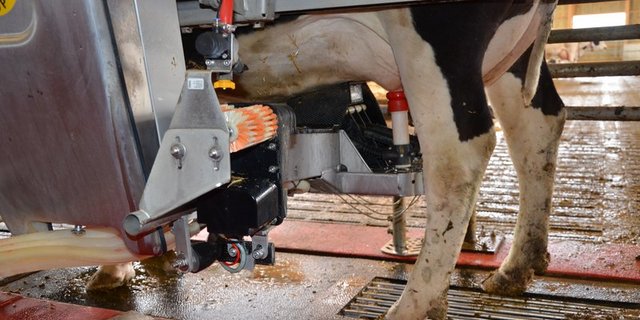 Ist Roboter gemolkene Milch besser? (Bild Aline Küenzi)