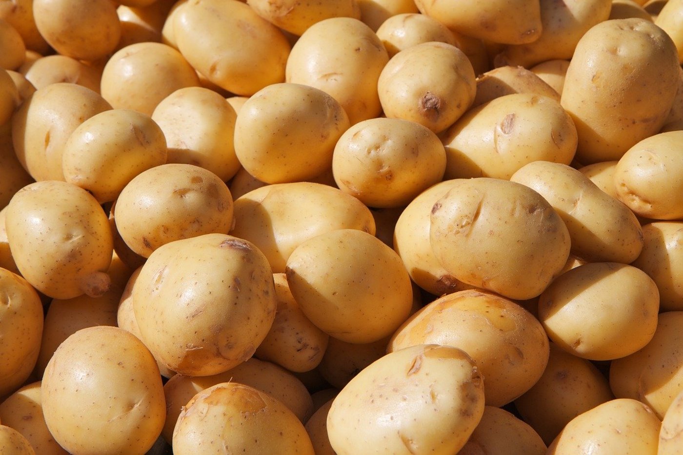 Das Wetter war zu Beginn der Kartoffel-Saison 2020 ein Auf und Ab für die Pflanzen. (Symbolbild Pixabay)