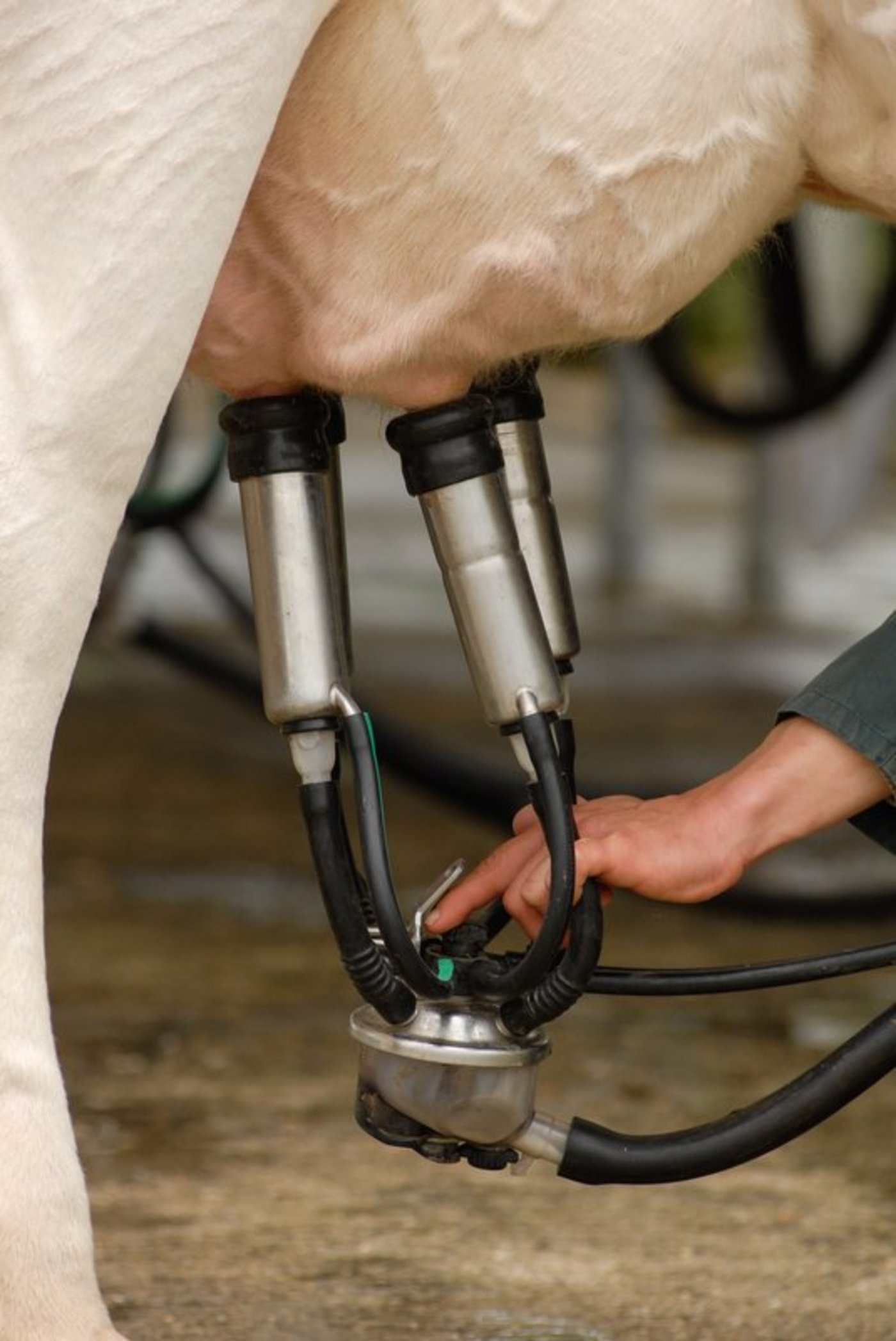 Die Milchpreise geraten im Juli 2019 unter Druck. Für den SBV und die SMP ist das untragbar, sie fordern eine Korrektur. (Bild Fotolia)