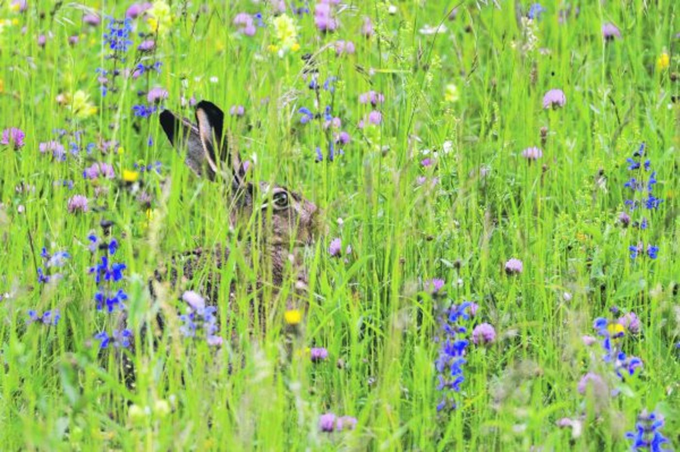 In Blumenwiesen findet nicht nur der Feldhase einen idealen Lebensraum und kann einen Sprung nach vorn machen, sondern auch die Biodiversität. (Bild Markus Jenni, Schweizerische Vogelwarte Sempach)