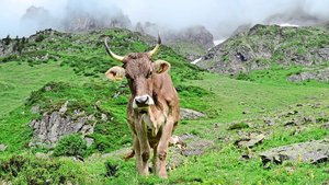 Rindvieh gehört zur Rindvieh gehört zur Alpwirtschaft und hat Landschaft wie auch Artenvielfalt im Sömmerungsgebiet geprägt. Problematisch ist aber eine Intensivierung z. B. mit erhöhtem Kraftfuttereinsatz.
