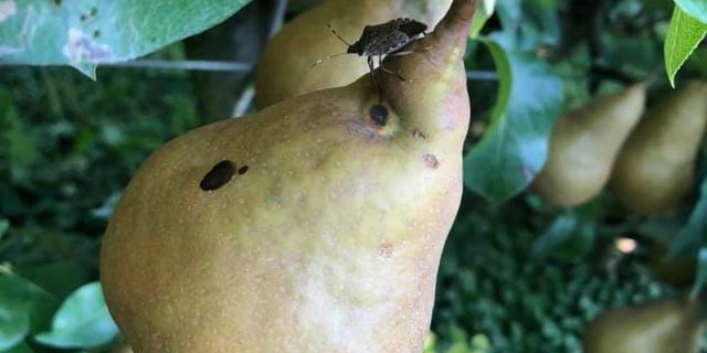 Wegen den Wanzen: Die ganze Ernte ist dahin. (Bilder Facebook / Rettet die Ernte vor dem Müll - CH)