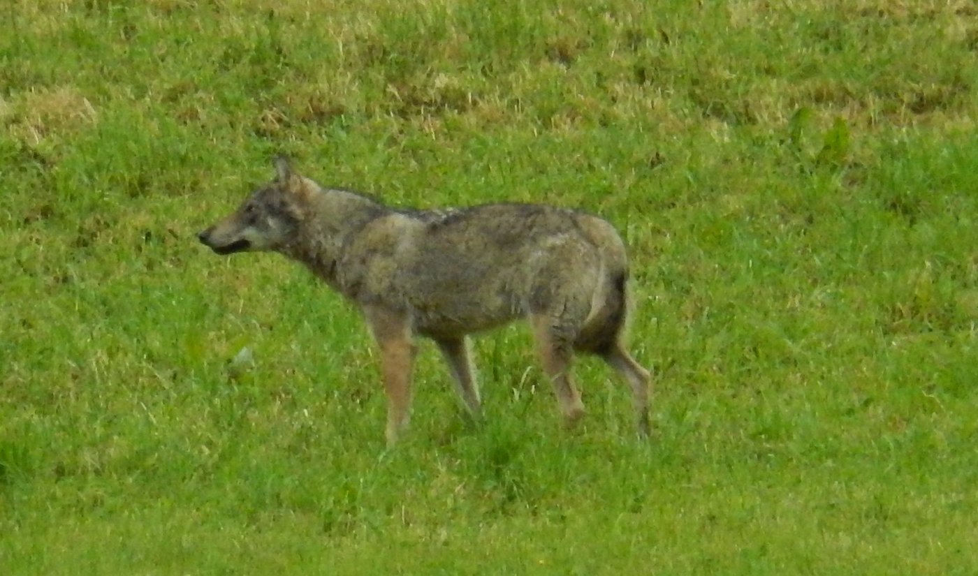 Dieses Bild machte eine Privatperson auf dem Gemeindegebiet von Horgen ZH: Jetzt ist klar, das fotografierte TIer ist definitiv ein Wolf. (Bild Zürcher Baudirektion)