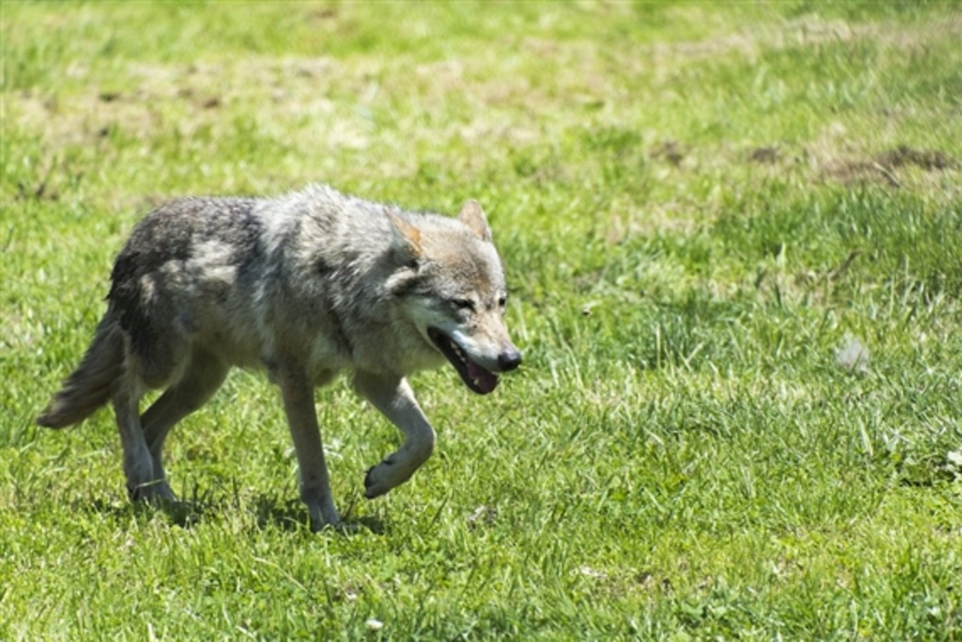 Im Gebiet Einsiedeln war schon in früheren Jahren ein Wolf unterwegs. (Symbolbild Pixabay)