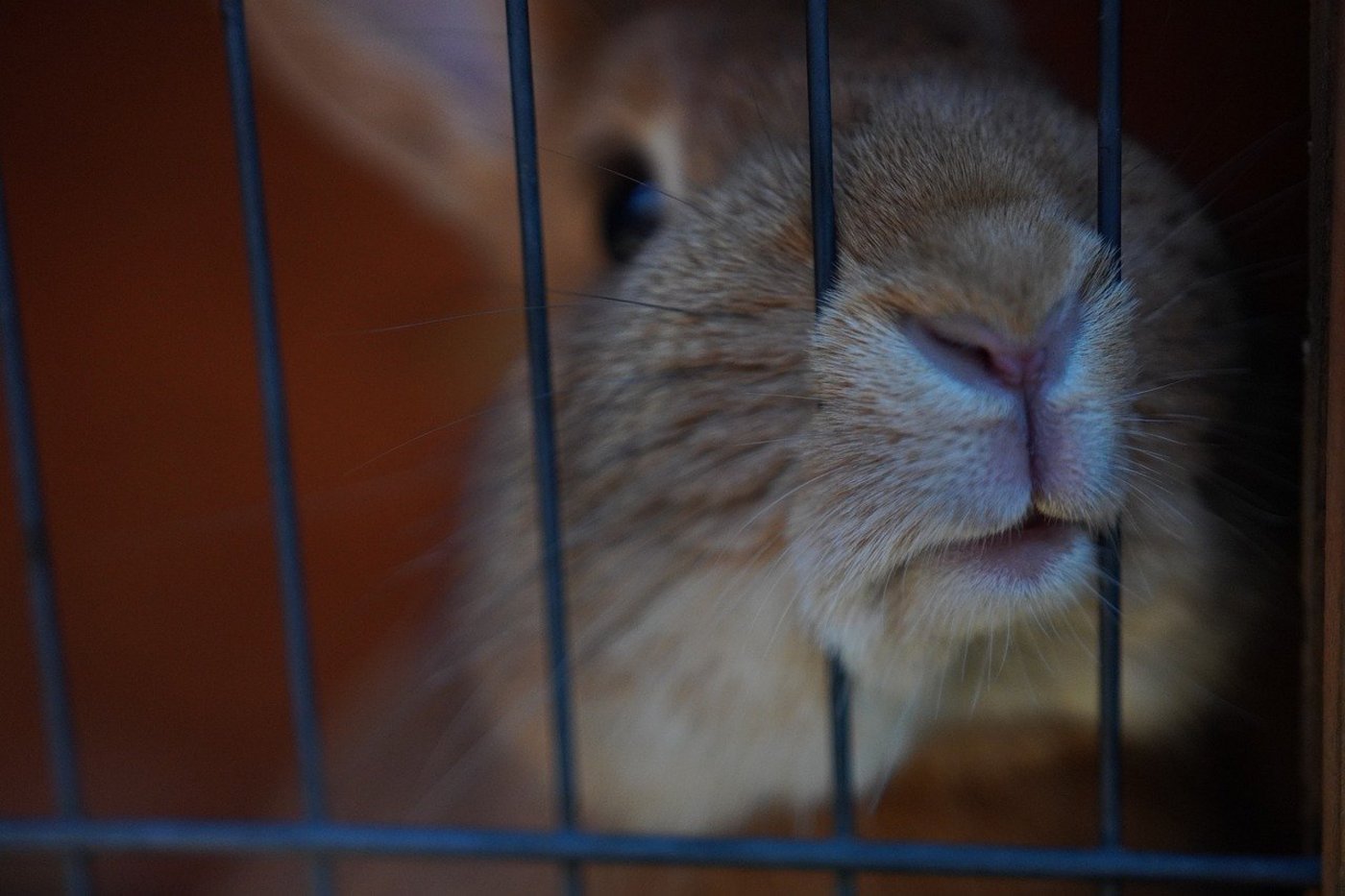 Tierversuche werden in der Schweiz in drei Schweregrade eingeteilt. So gelten auch Beobachtungsstudien, bei denen die Tiere kaum beeinträchtigt werden, zu den Tierversuchen. Die Anzahl der Experimente mit niedrigem Schweregrad sinkt seit Jahren stetig. (Bild  Isaak_Matten/Pixabay)