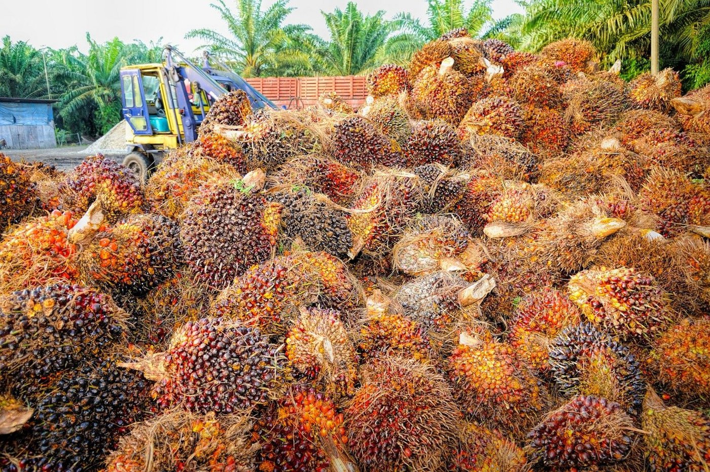 Palmöl ist das billigste und am meisten produzierte Pflanzenöl weltweit. Und es hat das Potenzial, einheimische Ölsaaten dank seinem billigen Preis auszustechen, so Uniterre. (Bild tristantan/Pixabay)