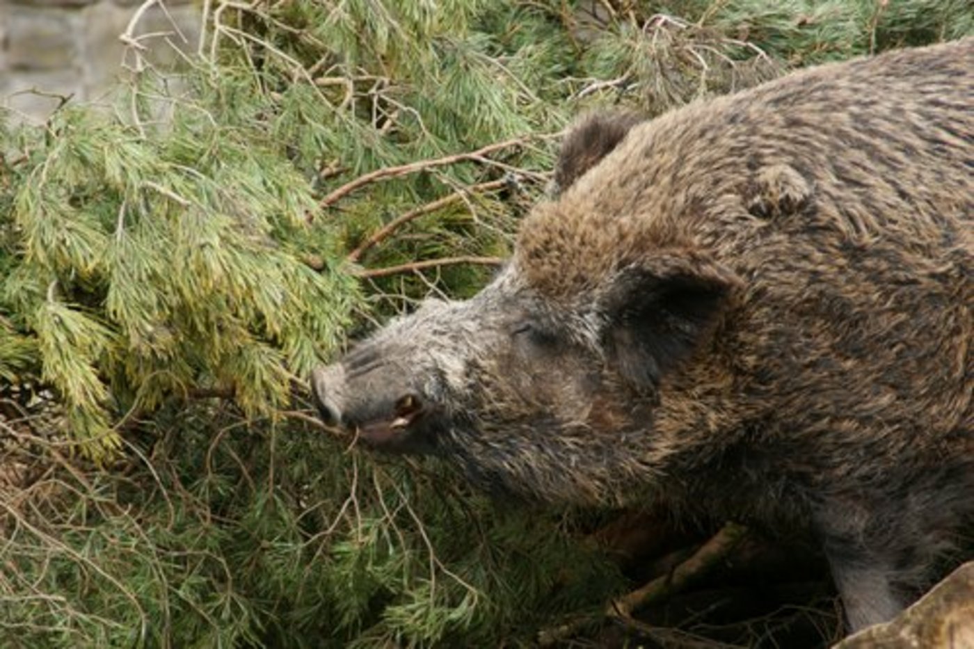 Die grössten Schäden werden durch Wildschweine verursacht. (Bild lid)