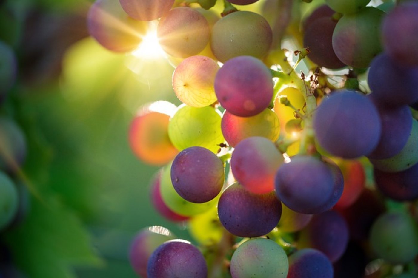 2018 brachte den Winzern viele und üppige Reben. (Bild pixabay)