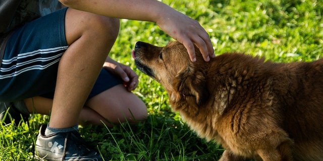 Tiere können sich möglicherweise anstecken, erkranken aber nicht. (Bild Pixabay)