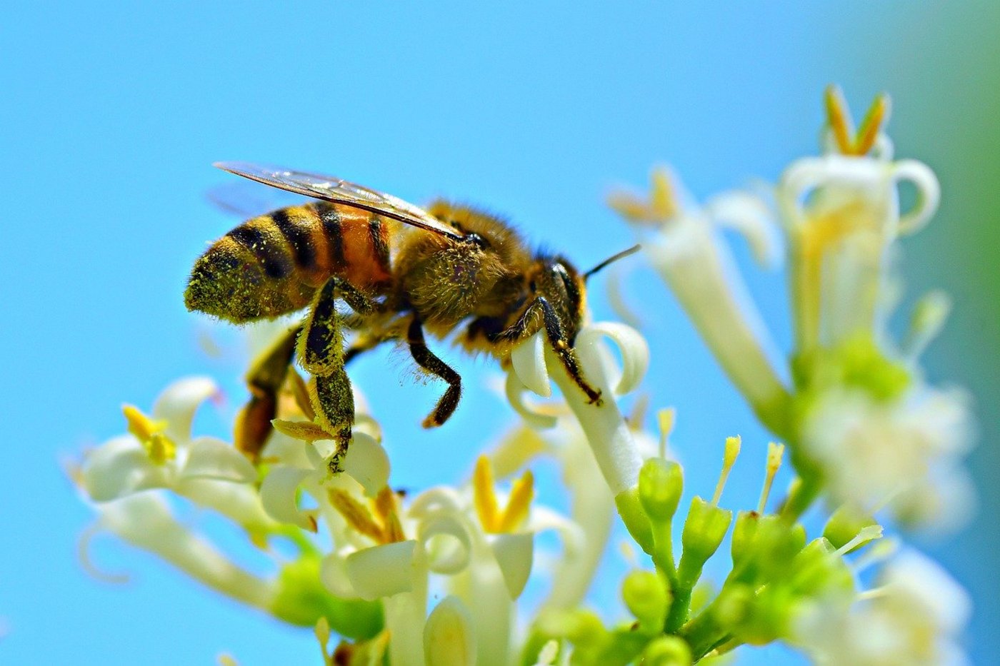 Die genauen Ursachen für das Insektensterben sind unbekannt, was das Ergreifen von Massnahmen dagegen erschwert. (Bild Pixabay)
