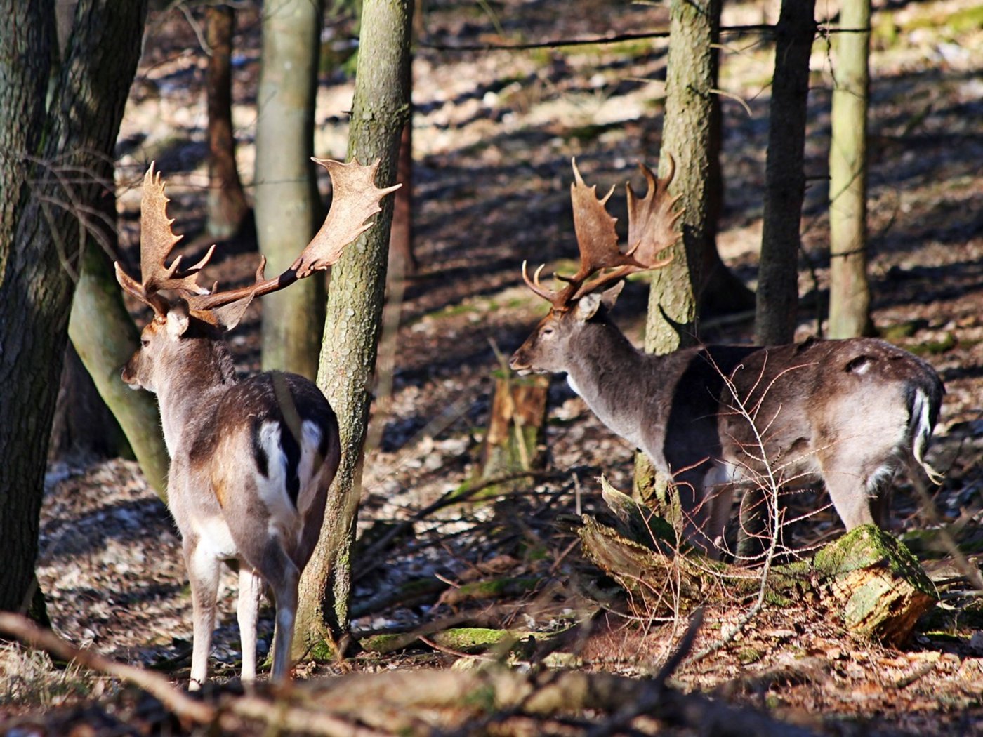 Kollisionen mit Wild auf der Strasse sind keine Seltenheit. Ein betroffener Autofahrer hat auf diesen Vorfall nun etwas anders reagiert. (Bild Frank Liebig)