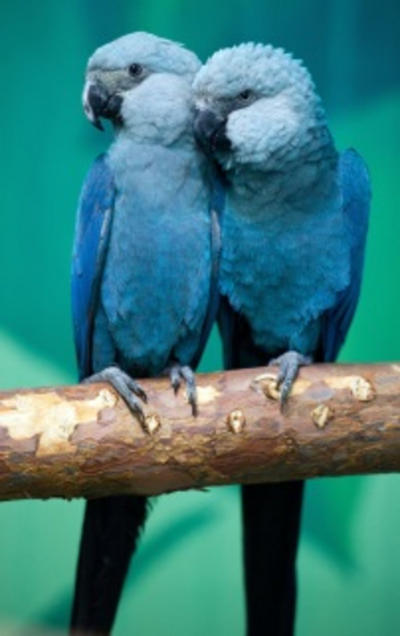 Zwei junge Spix-Aras: Die blauen Vögel sind höchstwahrscheinlich mittlerweile ausgestorben. (Bild Cyanopsitta)