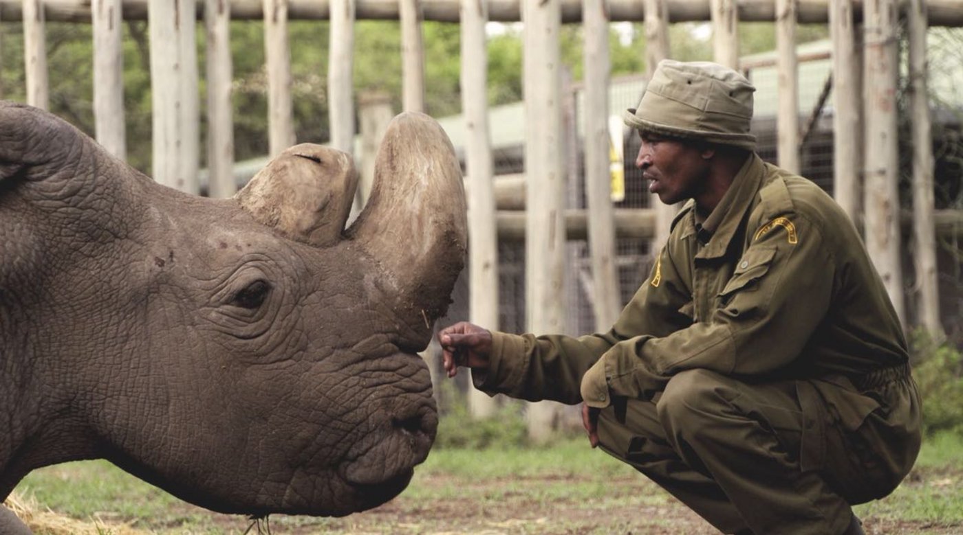 Sudan war der letzte seiner Art: Jetzt leben nur noch zwei weibliche Nördliche Breitmaulnashörner, seine Tochter und Enkelin. (Bild Ol Pejeta/Twitter)