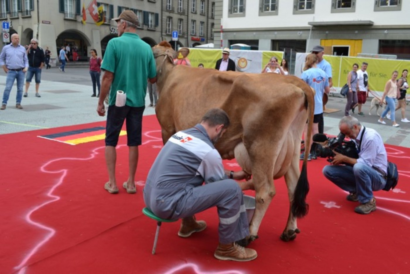 Hier wird die Kuh vor den Augen vielen Schaulustigen gemolken.