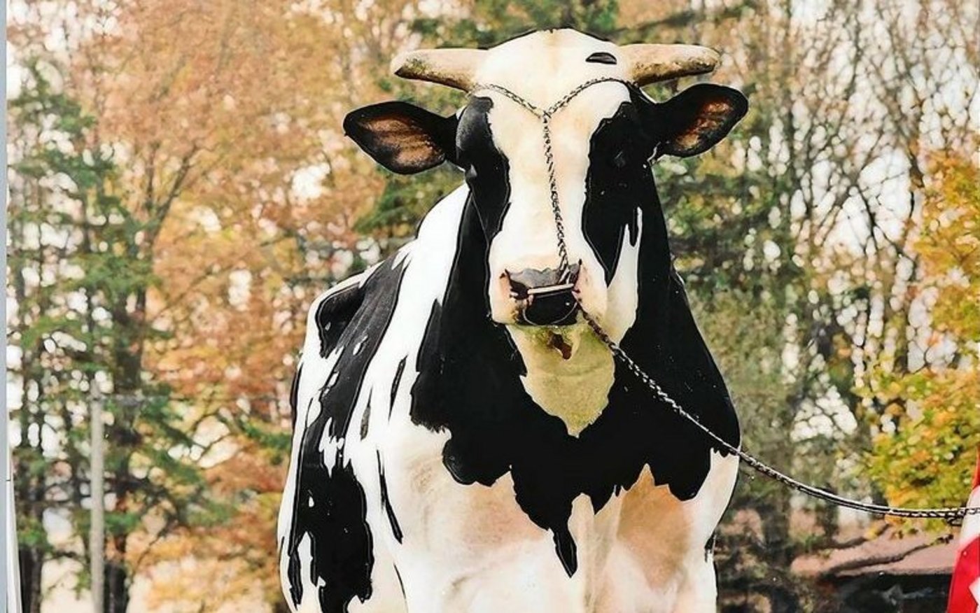 Der Kanadier Hanover-Hill Inspiration wurde 1981 geboren. Der Stier war damals das Mass aller Dinge. Mit seinen Töchtern und Söhnen erlangte er weltweiten Ruhm.  