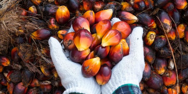 Mit rund 52 Prozent Ja-Stimmen viel der Entscheid für ein Freihandelsabkommen mit Indonesien knapp aus. Nachhaltigkeit war in der Debatte ein zentrales Thema. (Bild Palmöl-Koalition)