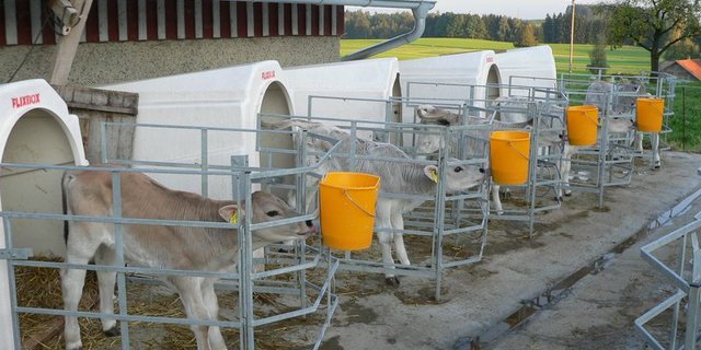 Die Preise für Tränkekälber werden künftig nur noch von den landwirtschaftlichen Organisationen erhoben. (Bild BauZ)
