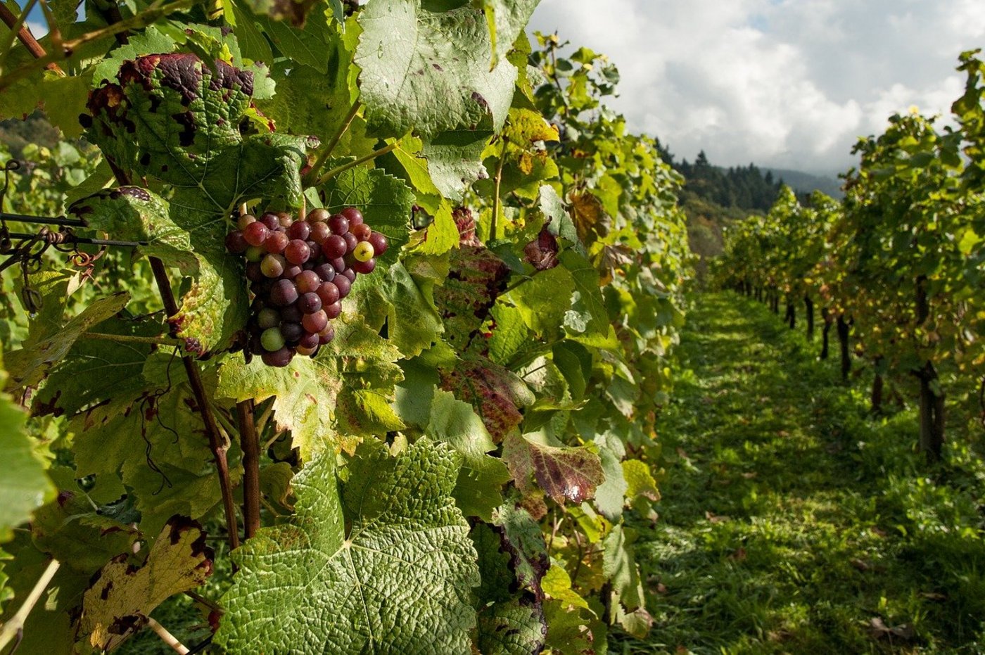 Von der Fusion profitiere sowohl die traditionelle Rutishauser Weinkellerei als auch die junge DiVino. (Bild Pixabay)
