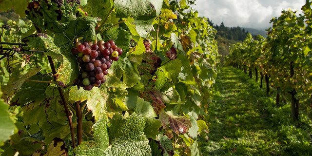 Von der Fusion profitiere sowohl die traditionelle Rutishauser Weinkellerei als auch die junge DiVino. (Bild Pixabay)