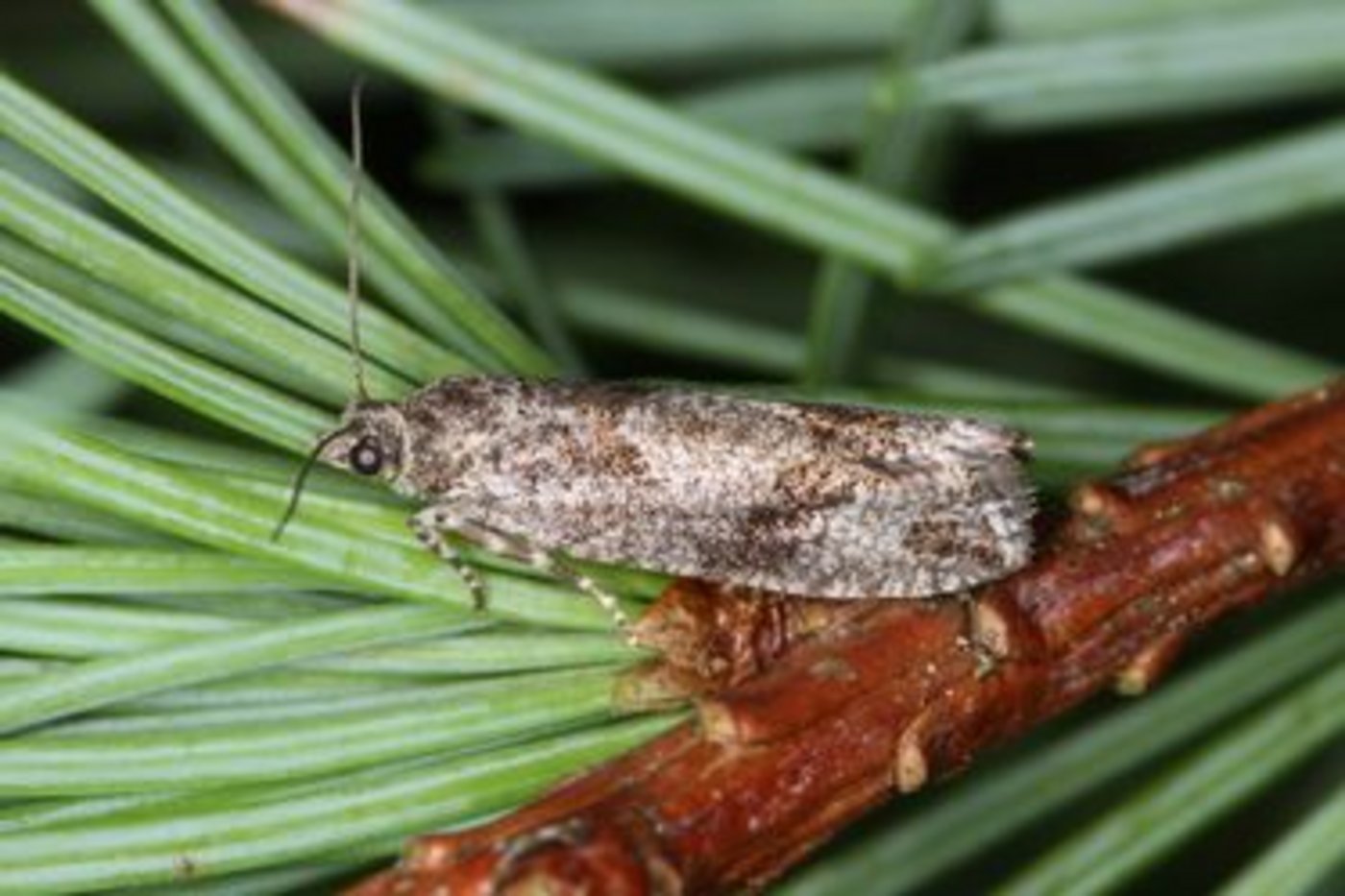 Falter des Grauen Lärchenwicklers (Zeiraphera griseana). (Bilder Beat Wermelinger, WSL) 