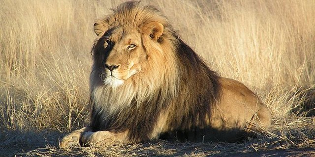 Der König der Tiere in einem Nationalpark in Namibia. (BIld: Kevin Pluck)
