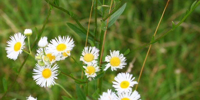 Das Einjähriges Berufkraut besitzt weisse Blüten mit gelbem Körbchen. Die Blüten ähneln der Kamille, sind aber kleiner. Die Pflanze muss ausgerissen werden, bevor sie Samen bildet.	(Bild zVg)