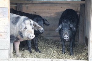 Alpenschweine: Rettung einer Rasse vor dem Aussterben in letzter Sekunde Wer kommt denn da zu Besuch? Alpenschwein-Eber Jamie (links, gefleckt) und die beiden schwarzen Alpenschwein-Sauen Peppa (Mitte) und Daisy. (Bild as)