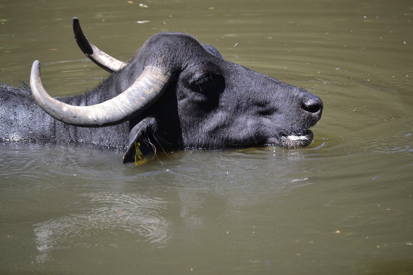 Indien ist Heimat der grössten Wasserbüffel-Population der Welt. (Bild Pixabay)