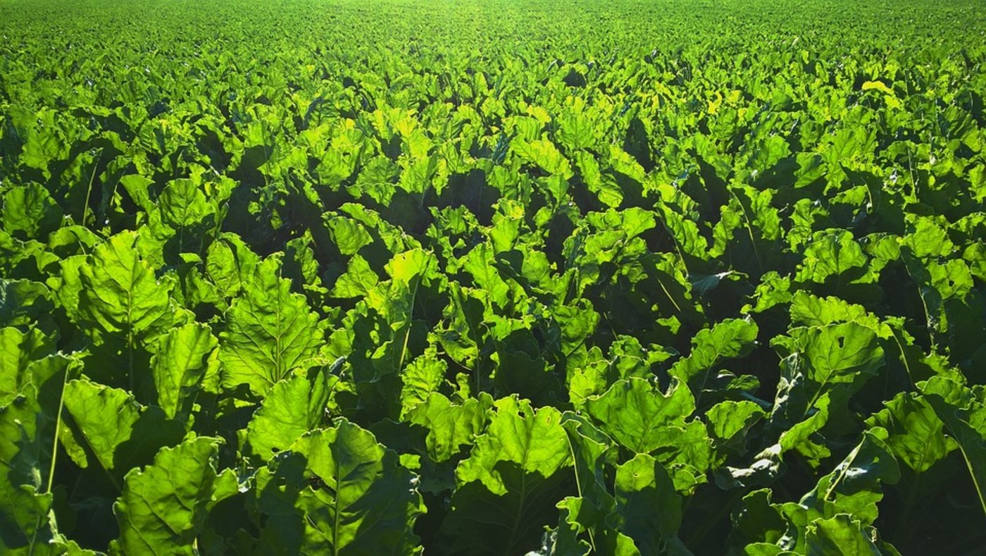  Für die Saison 2017 ist eine IP-Zucker-Versuchsmenge von 3000 bis 5000 t Zucker geplant. (Bild Pixabay)