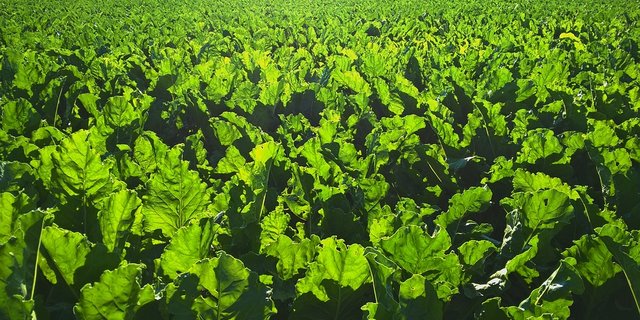  Für die Saison 2017 ist eine IP-Zucker-Versuchsmenge von 3000 bis 5000 t Zucker geplant. (Bild Pixabay)