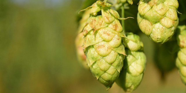 Der Sommer 2016 war ideal für die Entwicklung des Hopfens. (Bild pd)