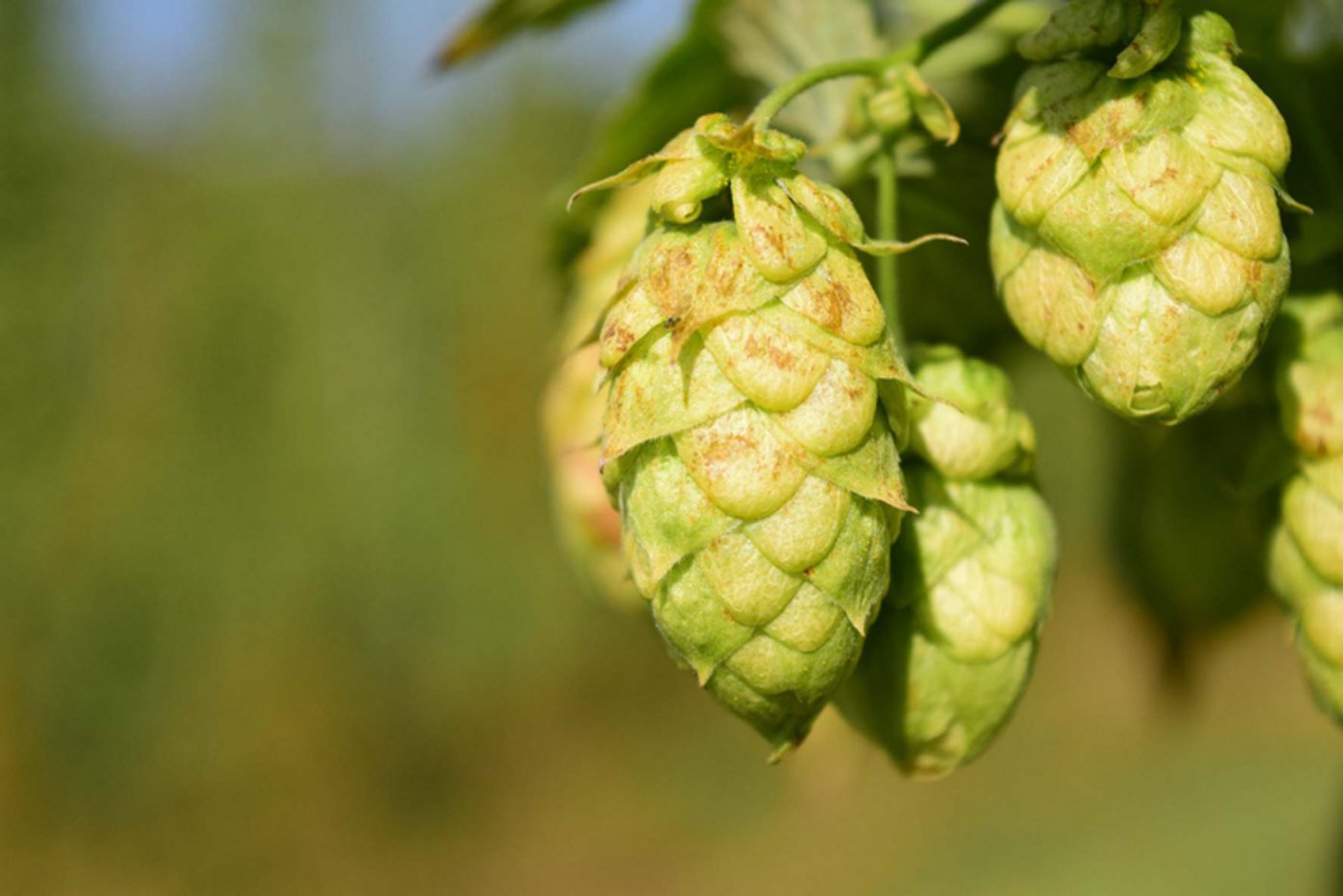 Der Sommer 2016 war ideal für die Entwicklung des Hopfens. (Bild pd)
