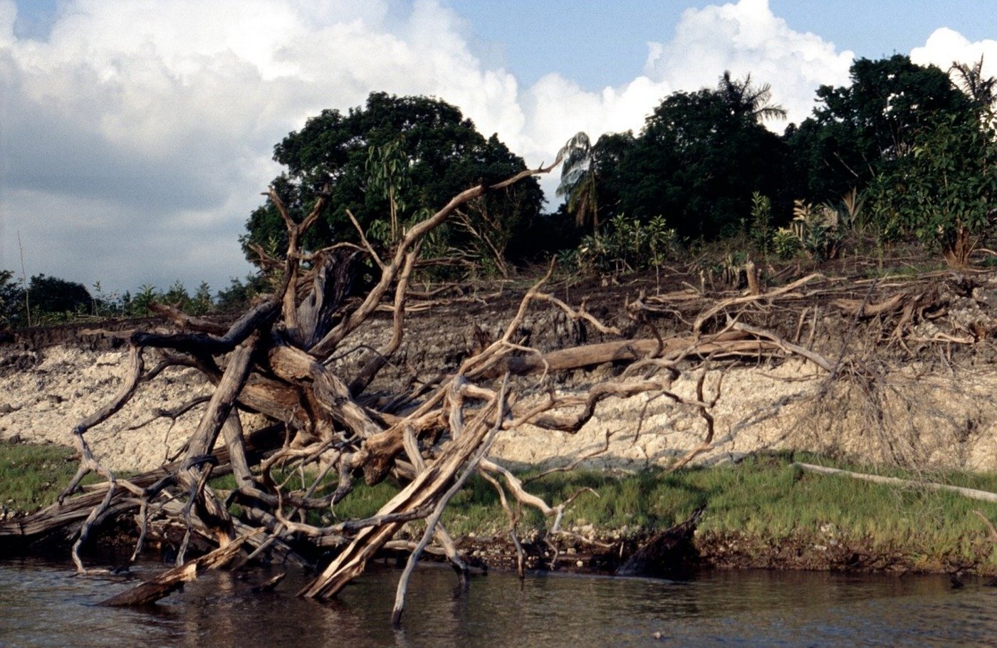 In der Kritik stehen vor allem die Abholzung und Waldbrände im Amazonasgebiet. (Bild Pixabay)