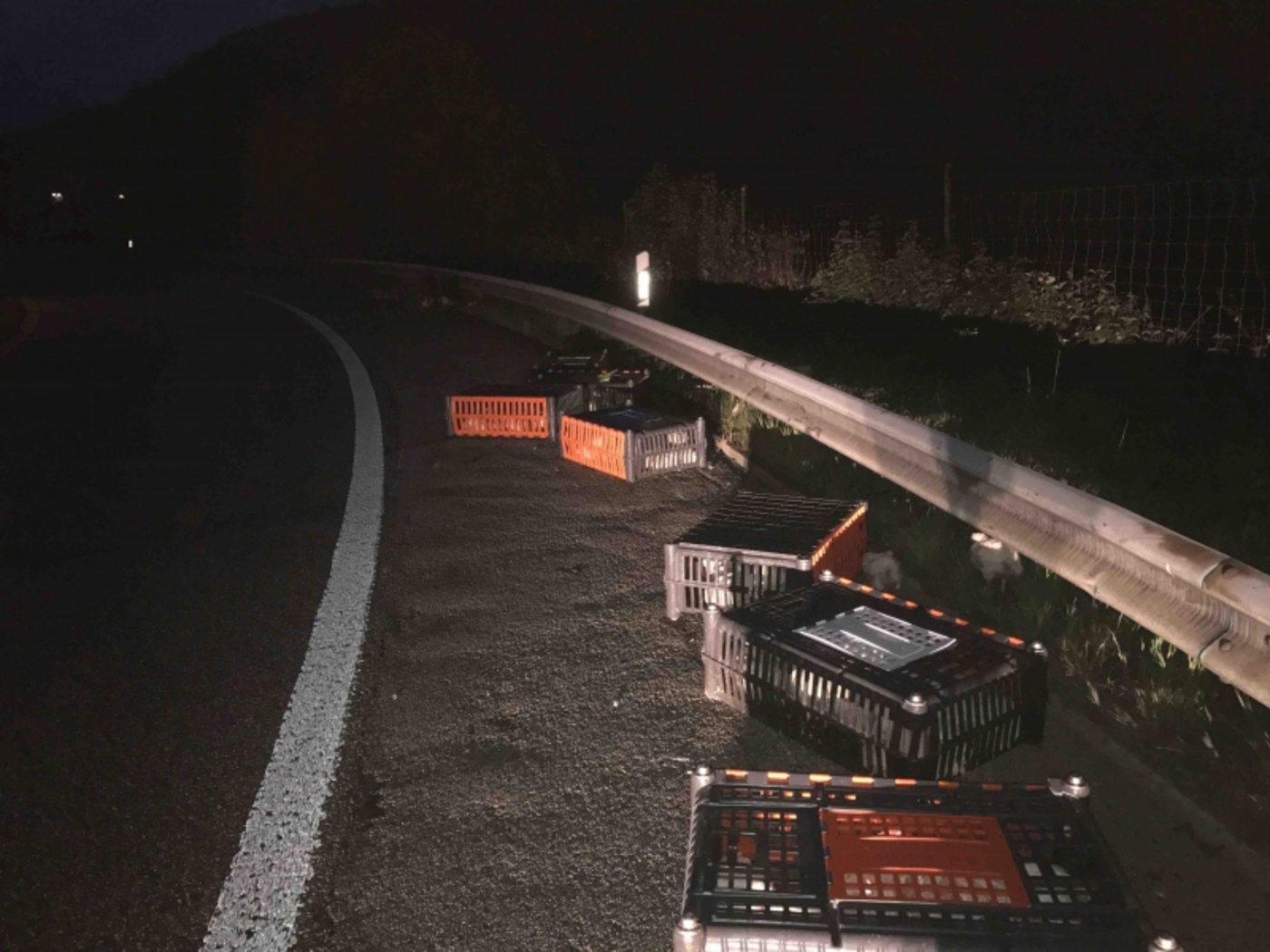 Zirca 20 Kisten mit lebenden Masthühnern fielen aus dem Auflieger eines Sattelschleppers. (Bild ZZPol) 