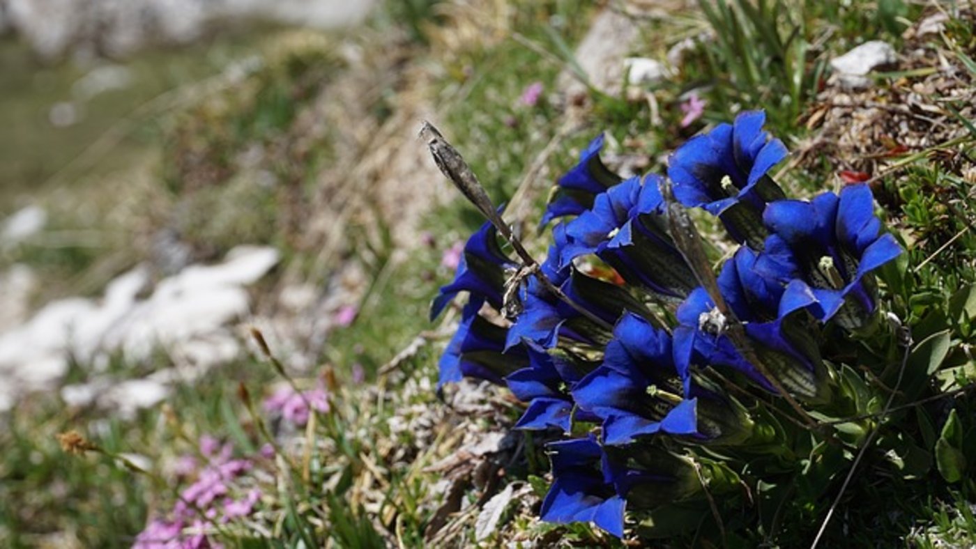 Durch den Klimawandel erwartet man, dass die Pflanzen nach oben wandern. Dort müssen sie aber den passenden Boden vorfinden. (Bild Pixabay)
