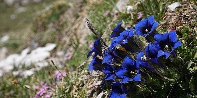 Durch den Klimawandel erwartet man, dass die Pflanzen nach oben wandern. Dort müssen sie aber den passenden Boden vorfinden. (Bild Pixabay)