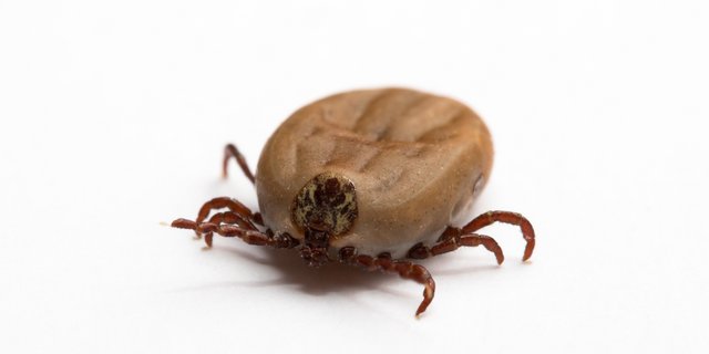 Zecken können nicht springen und fallen auch nicht von Bäumen herab, sondern klettern höchstens 1,5 Meter hoch und lassen sich abstreifen. (Bild Fotolia)