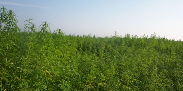 Medizinalhanfanbau könnte auch für Schweizer Produzenten eine interessante Nische seine. (Bild naturwerkstoffe.ch) 