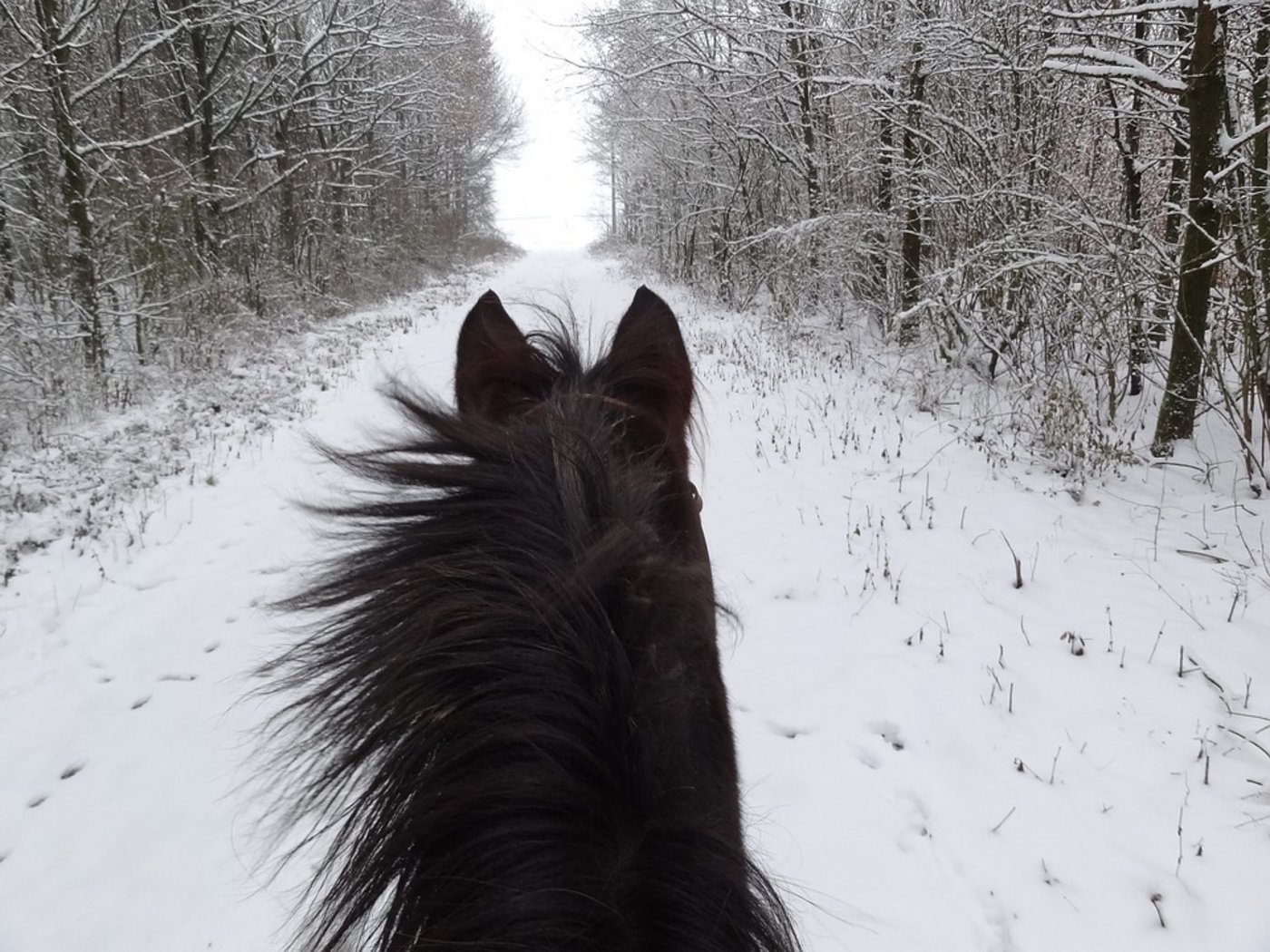 Im Winter sind die Sichtverhältnisse oft nicht die besten – dies führt nicht selten zu Unfällen, z.B. auch mit Pferd und Reiter. (Symbolbild Pixabay)